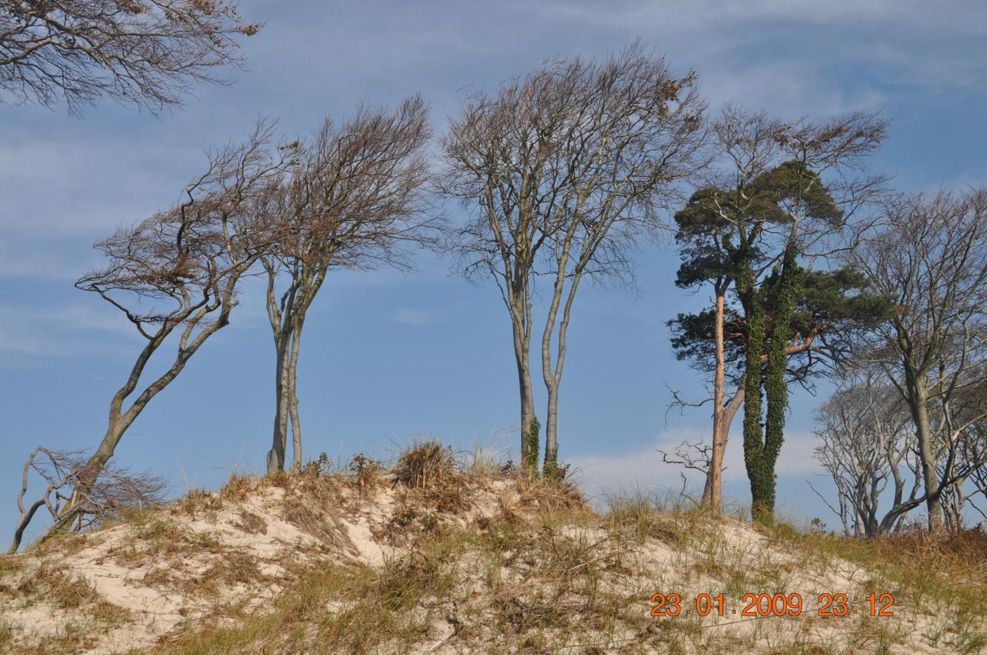 "Dierhagen" Prerow Bagian luar foto